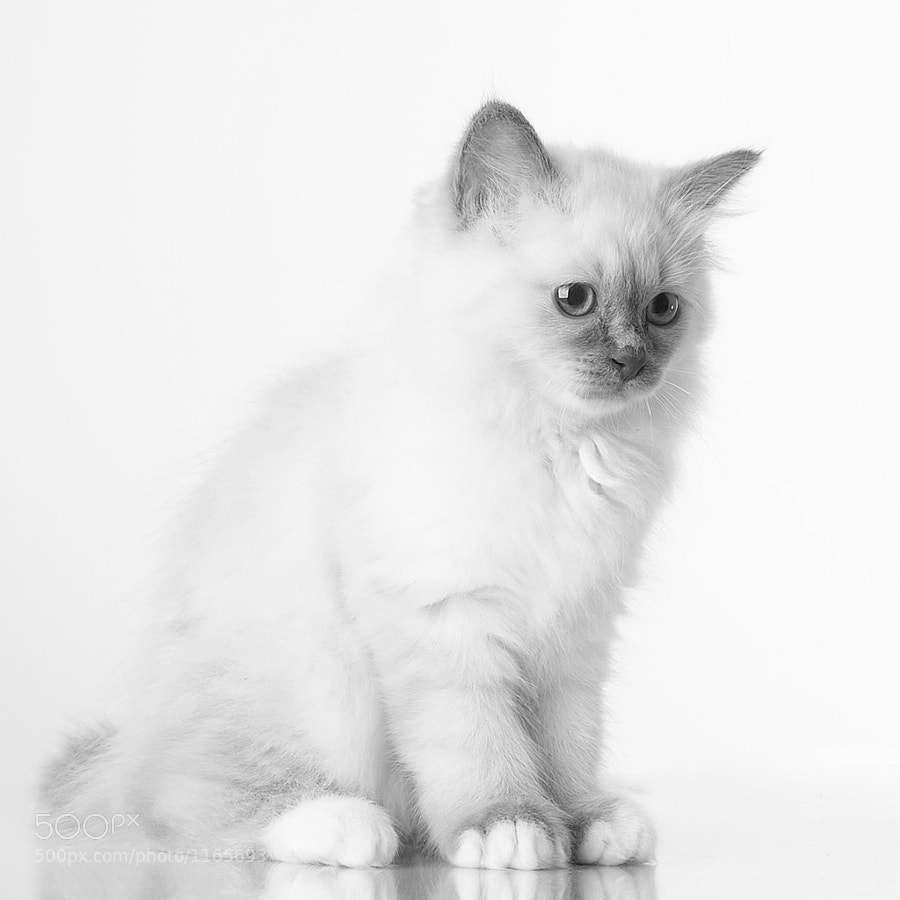 Sacred Birman Kitten by Rob de Ruiter