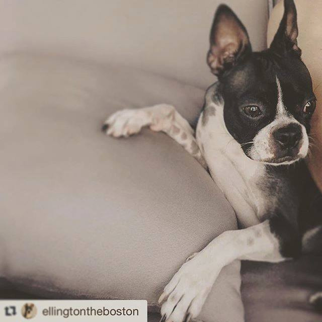 @ellingtontheboston with @thewesleypalmsprings  Living the life. #palmsprings #lounge #bostonterrier