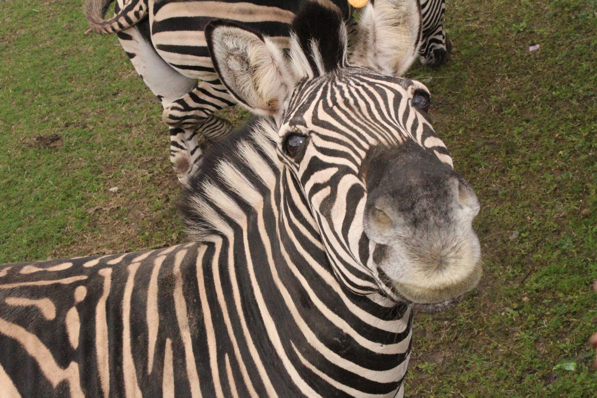 Zebra