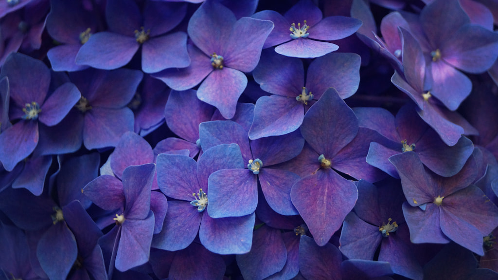Blue Blossoms by Alexandra R. on 500px.com