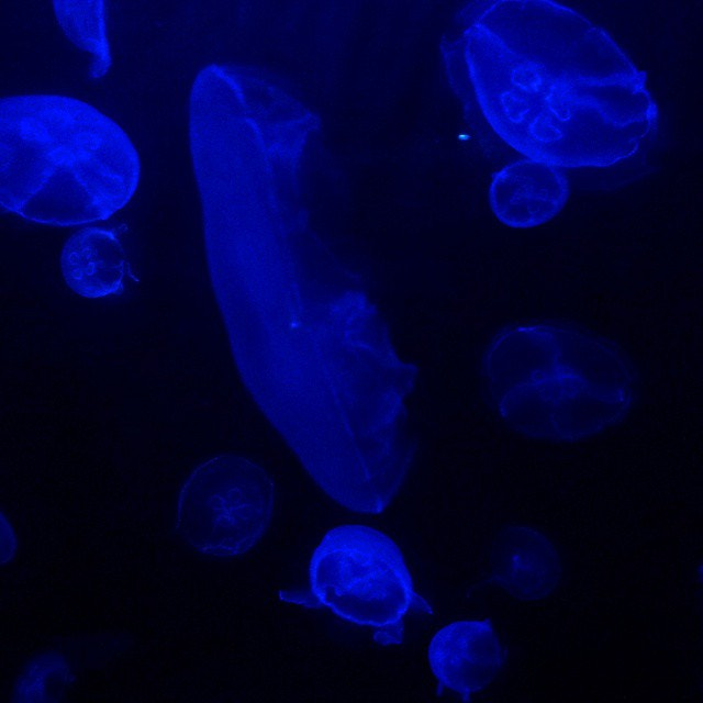 #Picoftheday #Jellyfish #Dark #Cool #Prints and Merchandise at http://rdbl.co/1IsWgjD