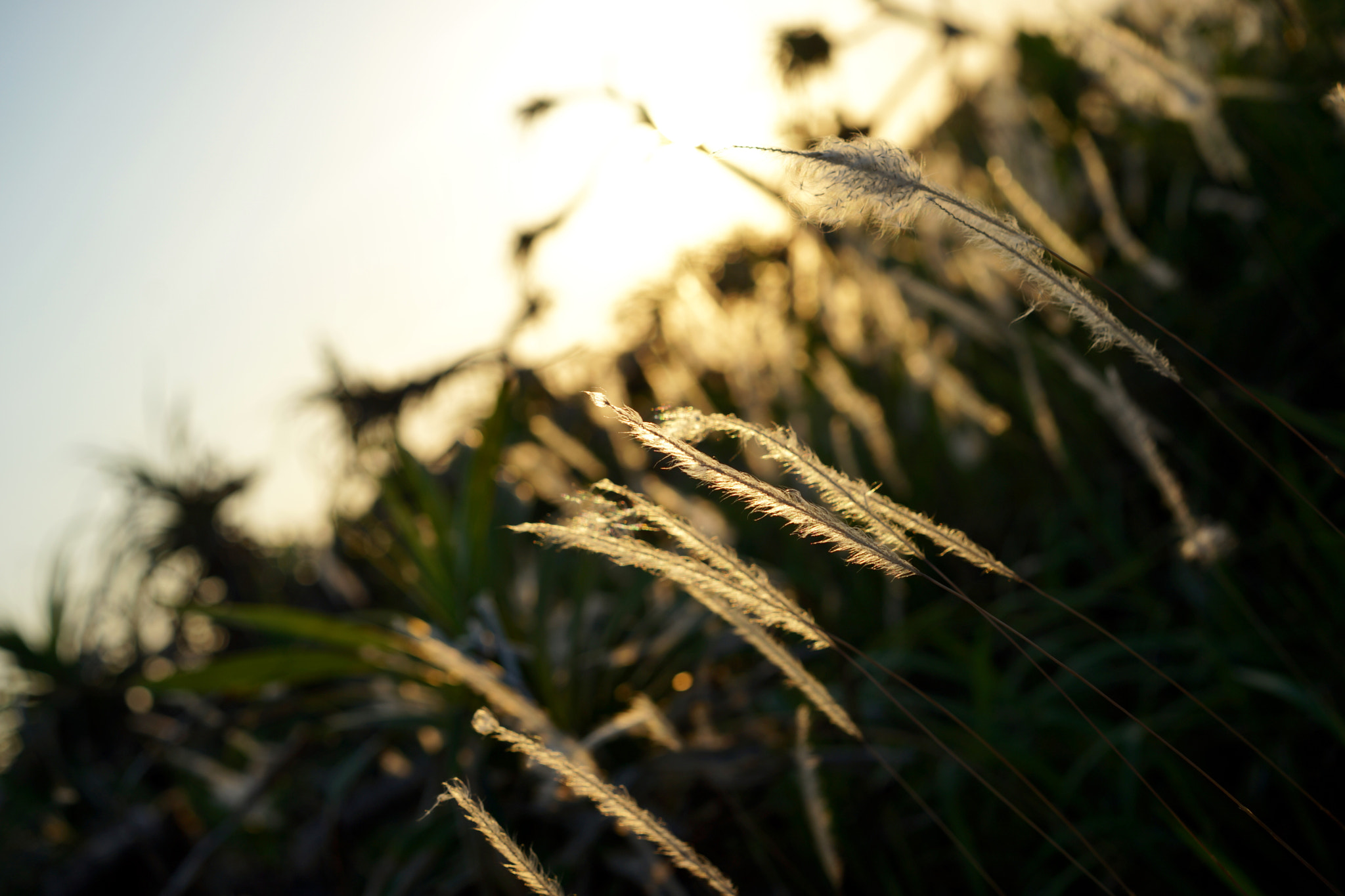 grass in the sunset