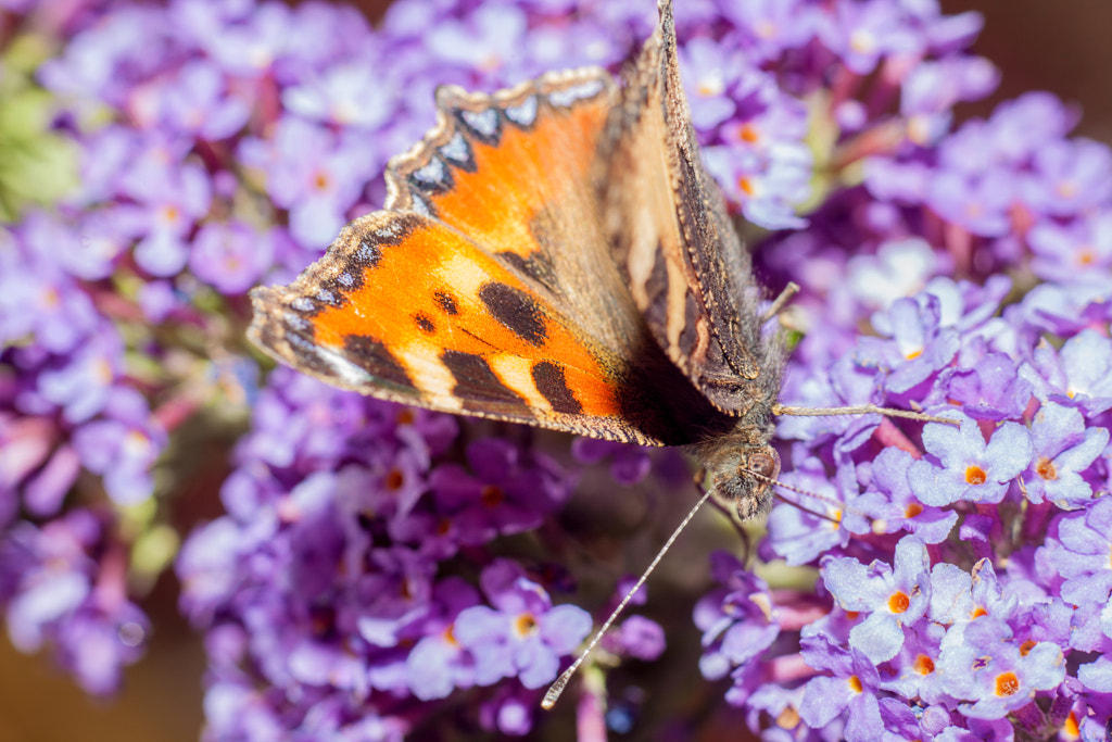 Emporor Butterfly by Robert K. Baggs on 500px.com