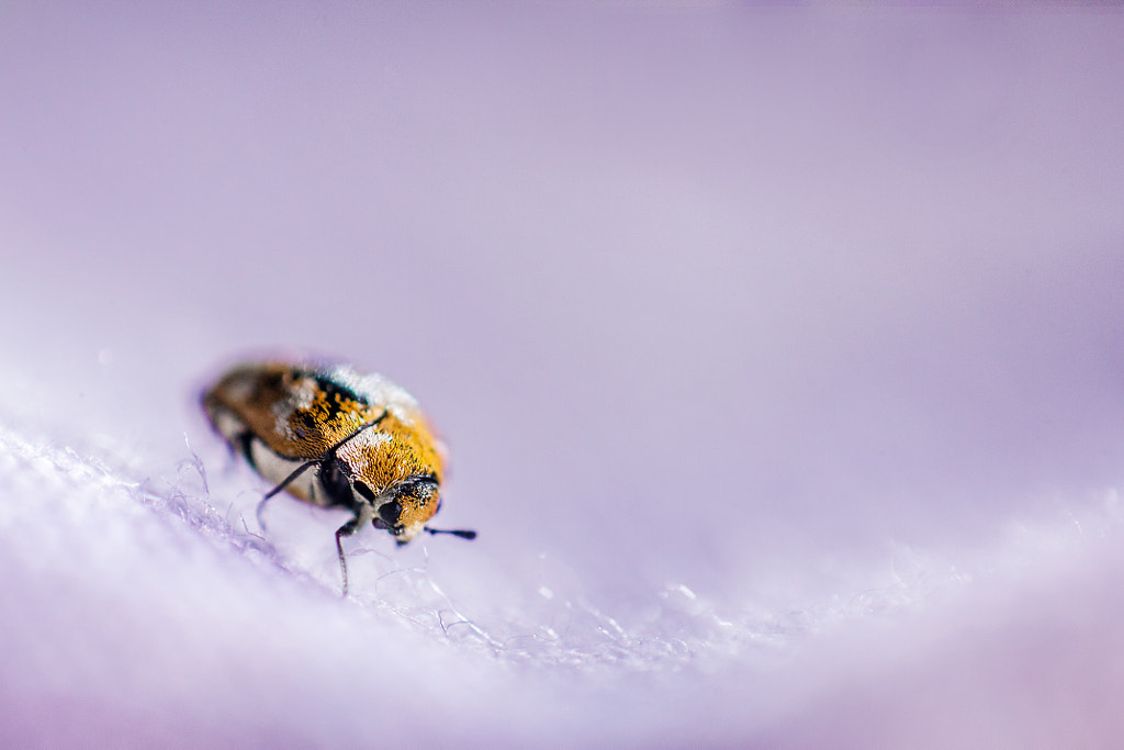 Mite by Robert K. Baggs on 500px.com