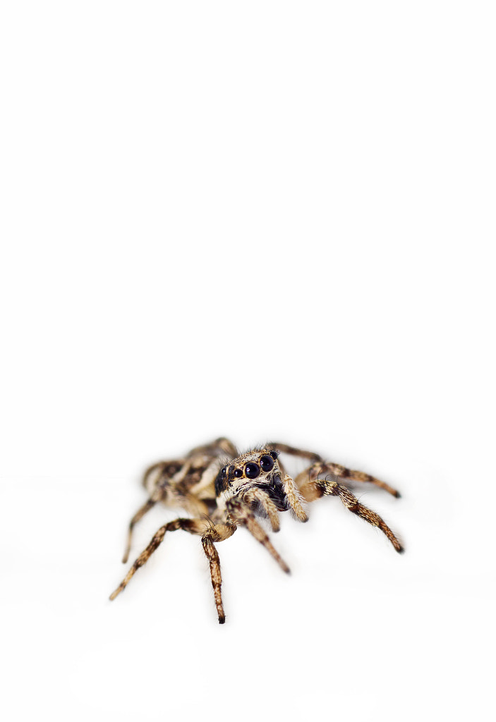 macro-photography - Jumping Spider white by Robert K. Baggs on 500px.com