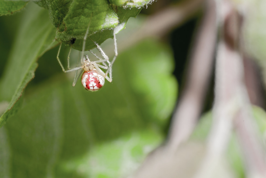 Red Spider by Robert K. Baggs on 500px.com