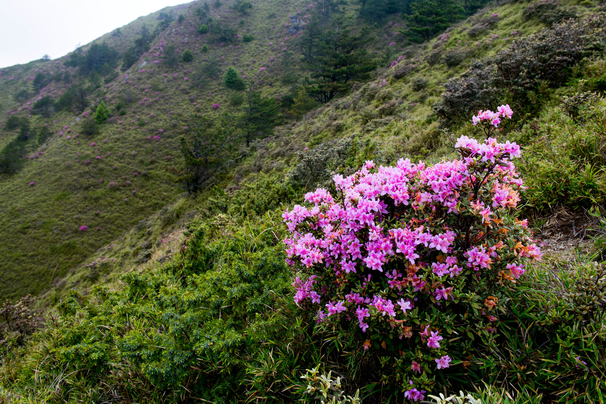 high mountain flowers