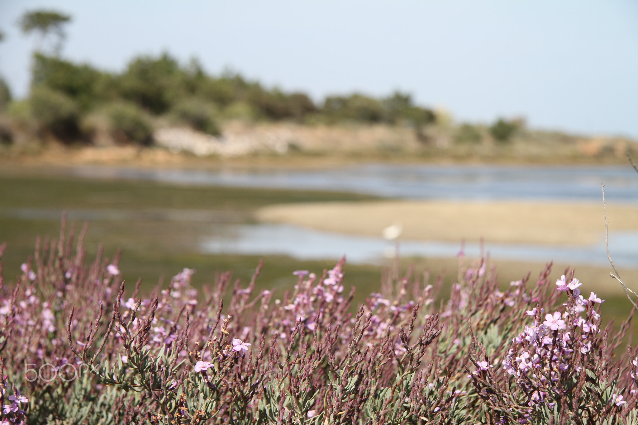 Salty flowers