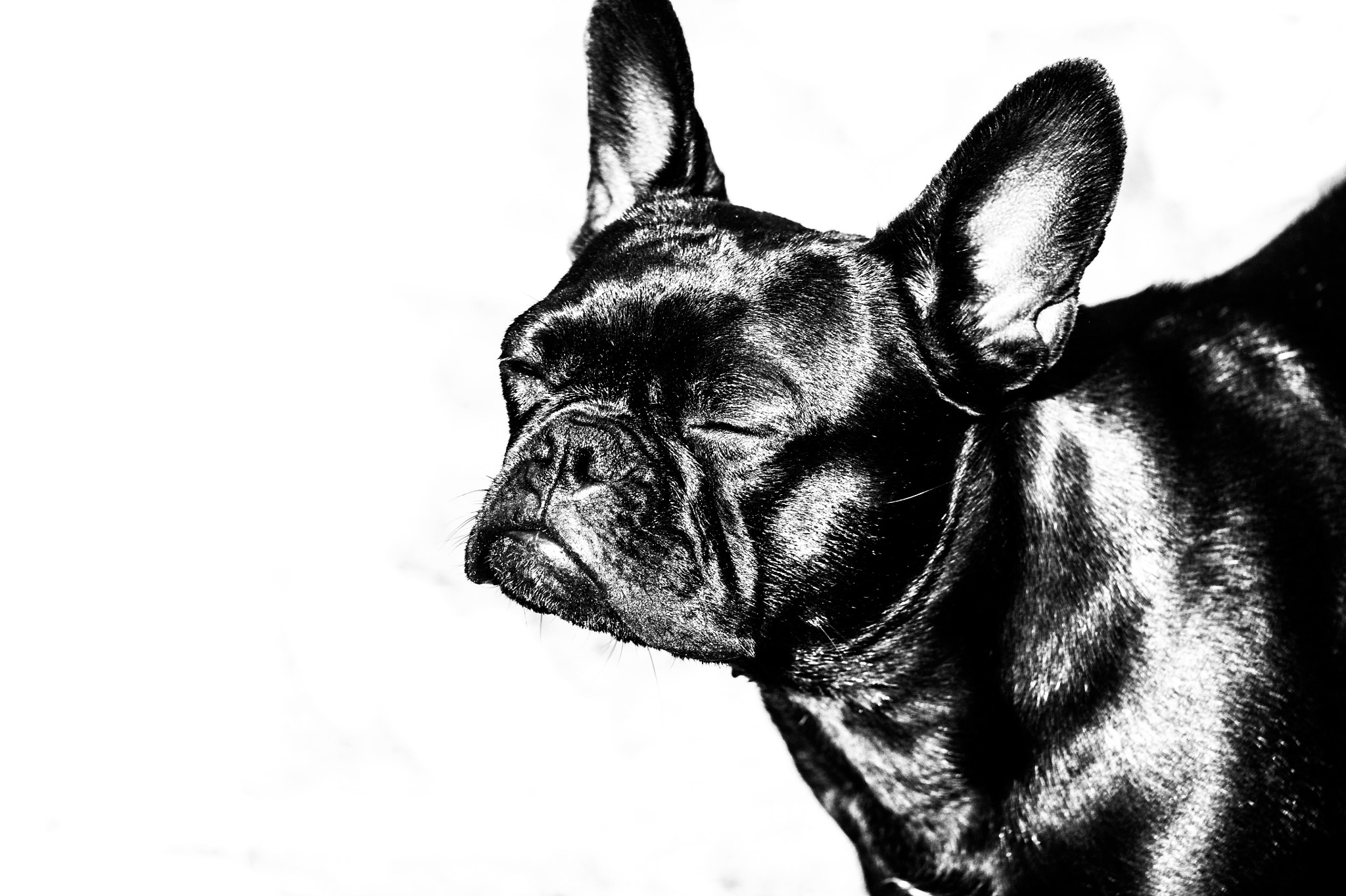 Studio Model Freddy