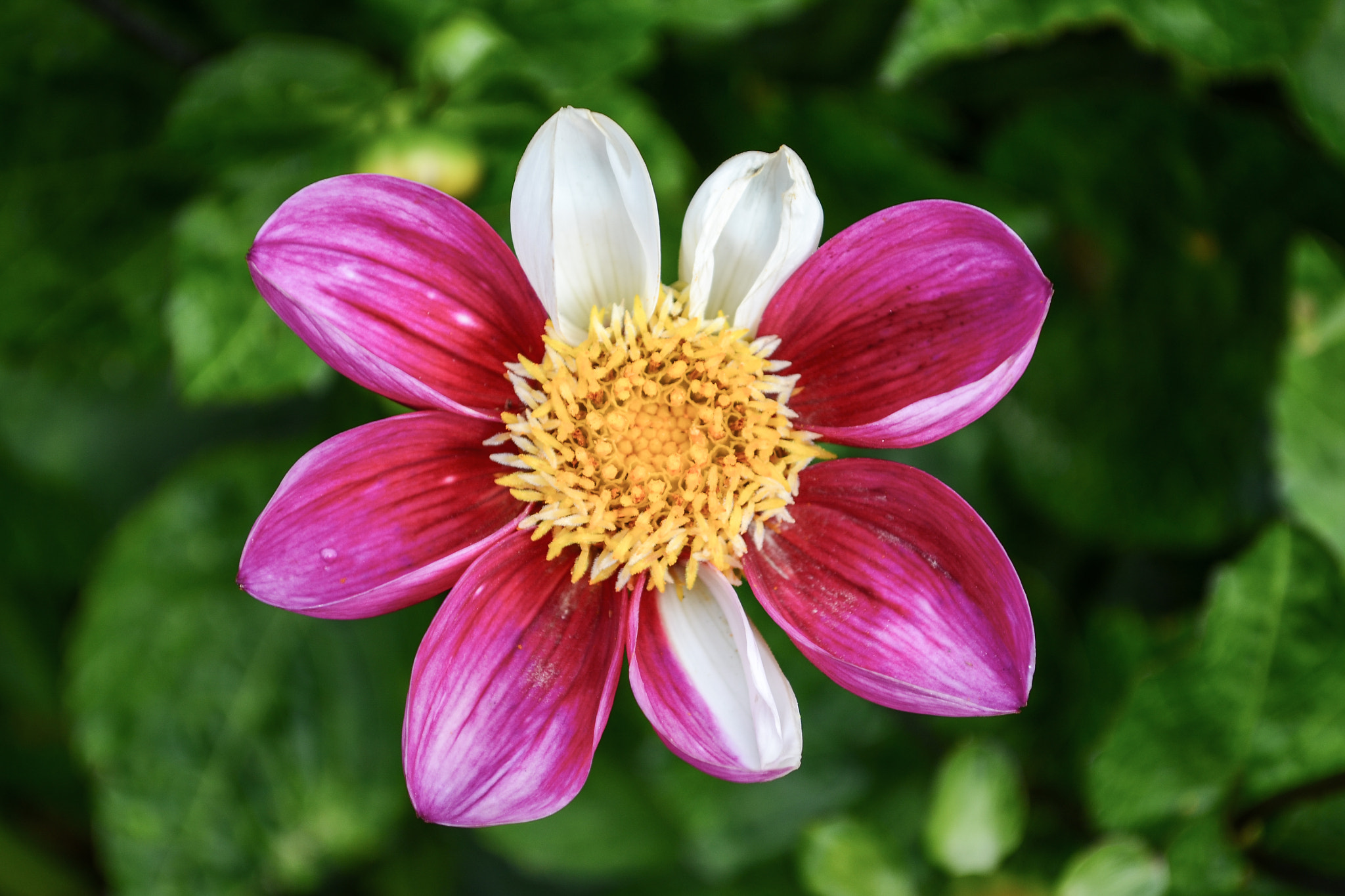 A Hybrid Petal