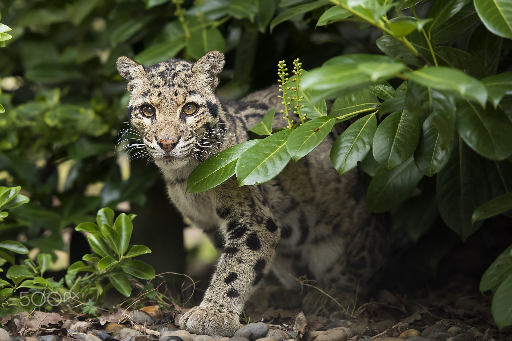 Clouded Leopard