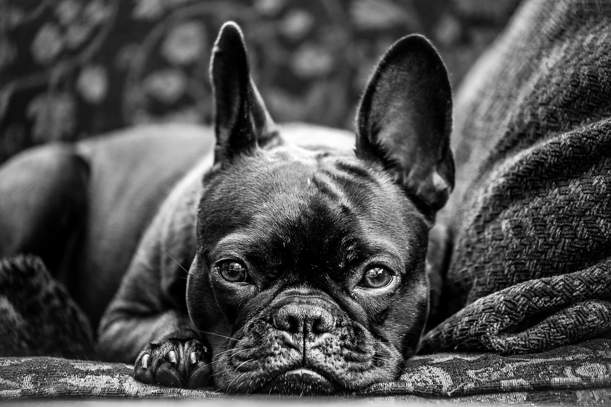 Serious French Bulldog