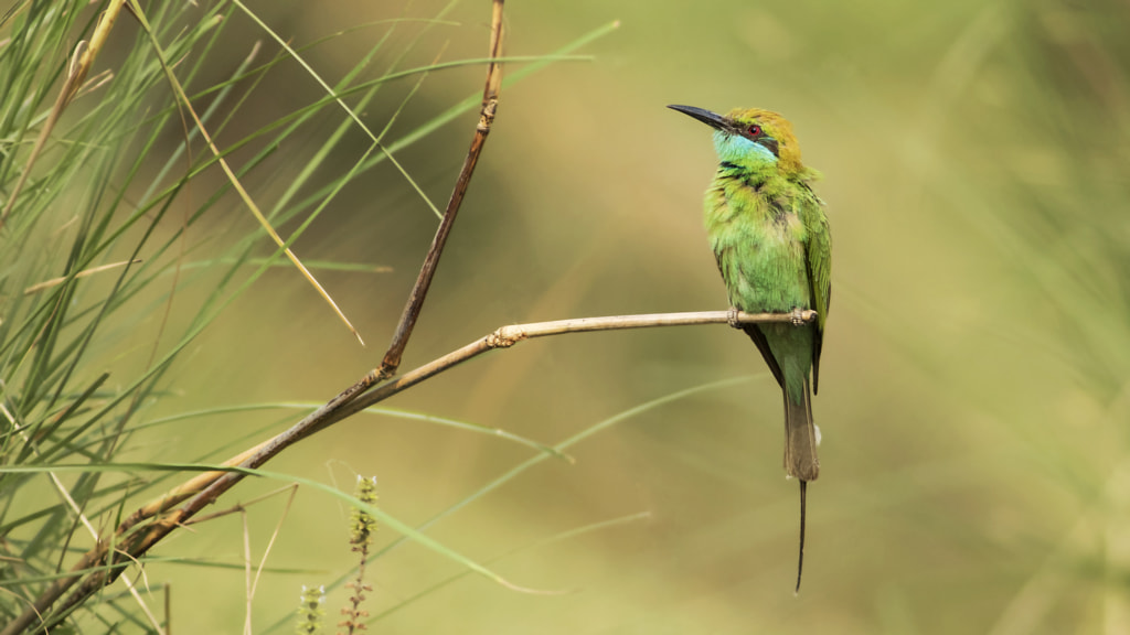 Green Bee Eater by Farhan Younus on 500px.com