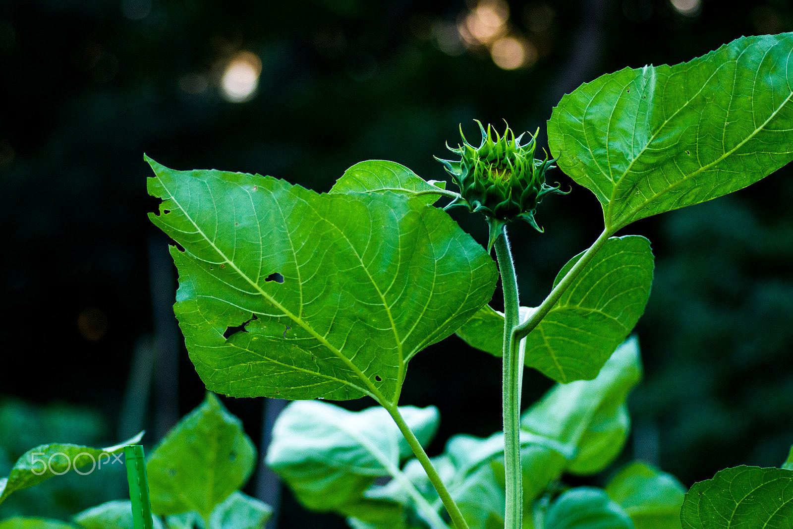 Canon EOS 70D sample photo. Flower - https://500px.com/photo/117327545/ photography