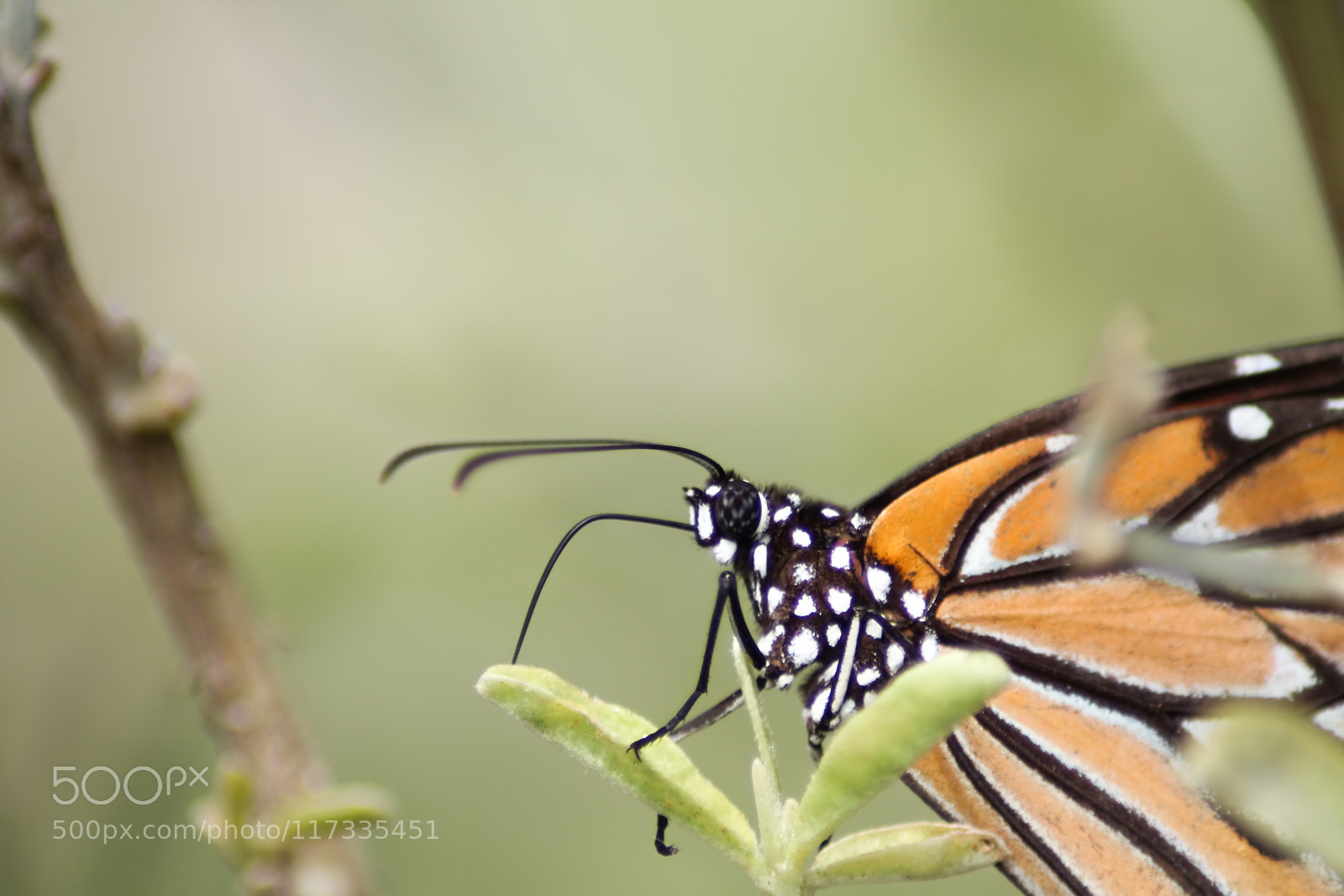Canon EOS 1100D (EOS Rebel T3 / EOS Kiss X50) sample photo. Butterfly love photography