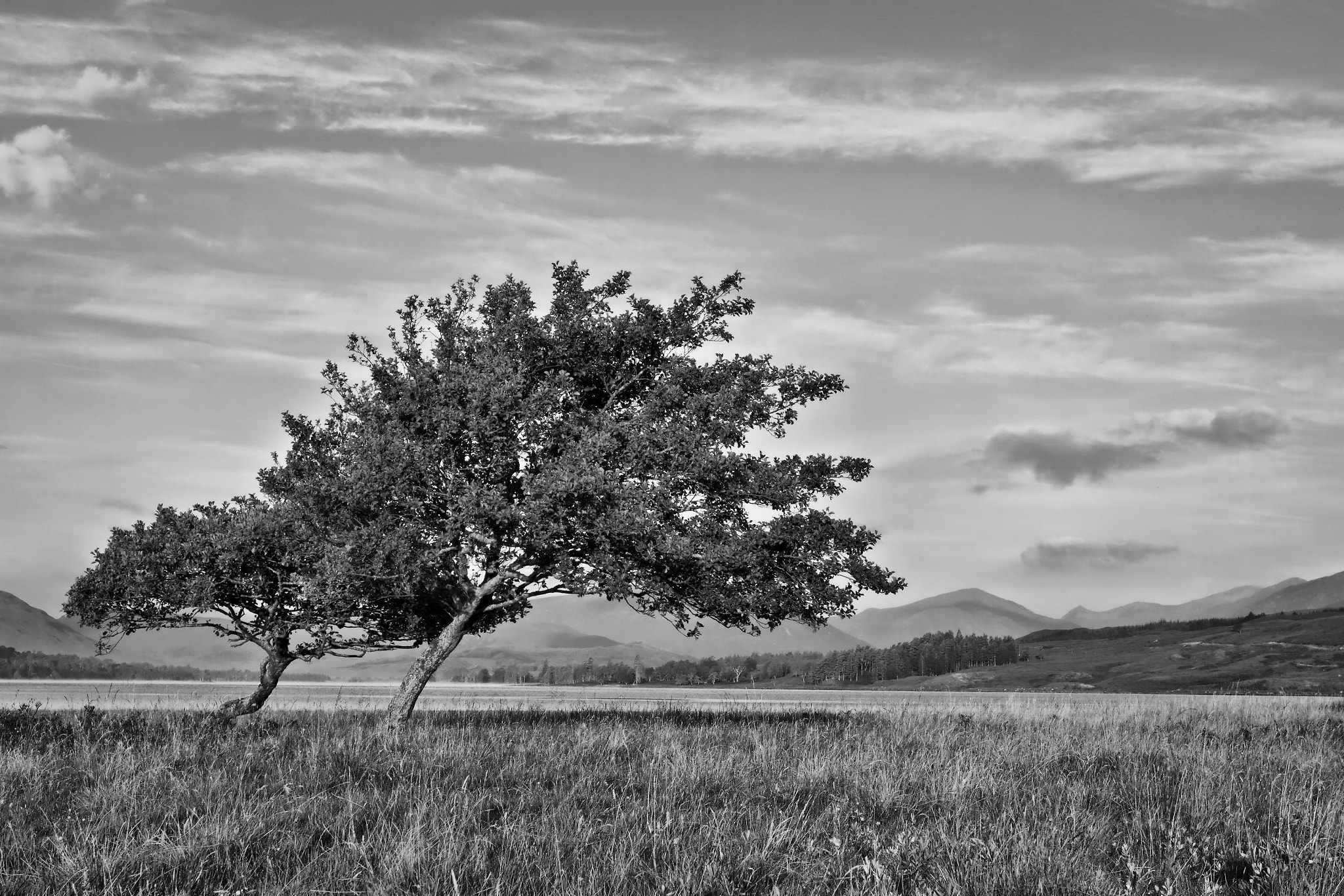 Windswept Trees in Scotland