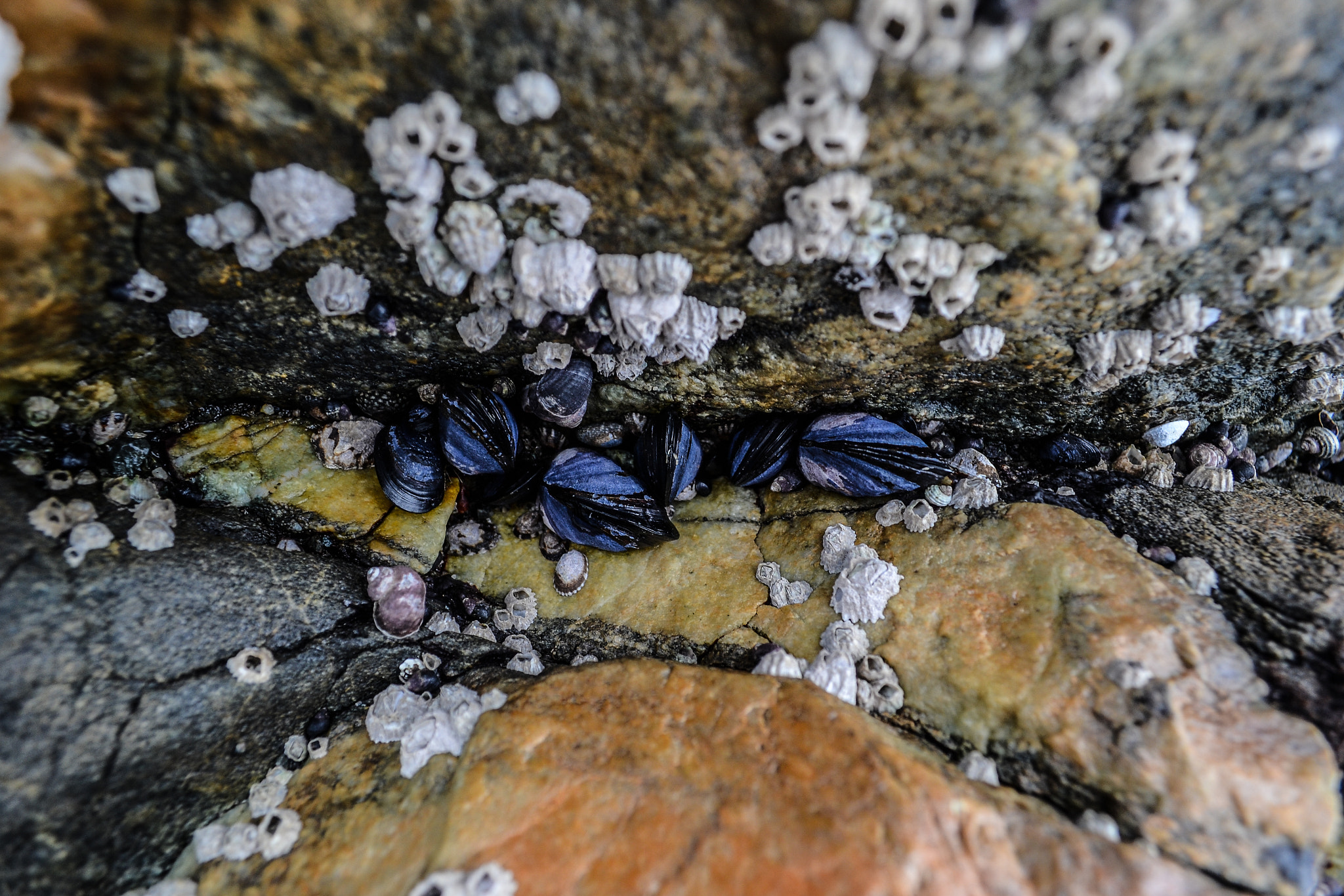 Mussel Beach