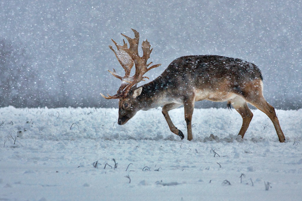 Dama dama by Michal Lutonsky on 500px.com