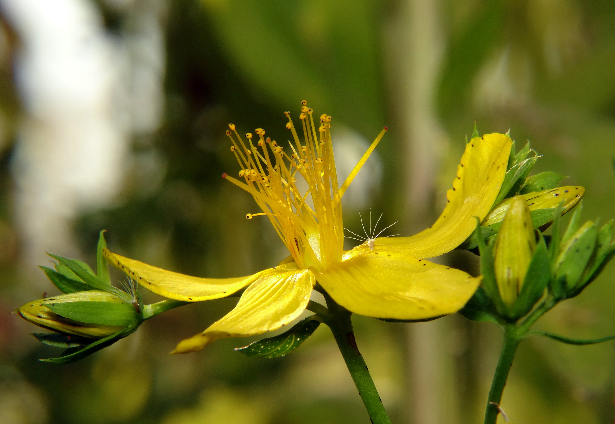 St John's wort (Hypericum perforatum)