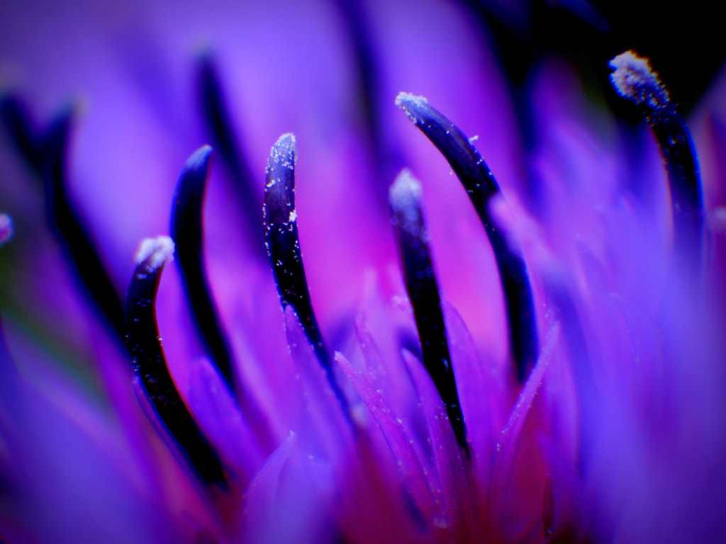 Deep Purple ... by Herbert Pregel on 500px.com