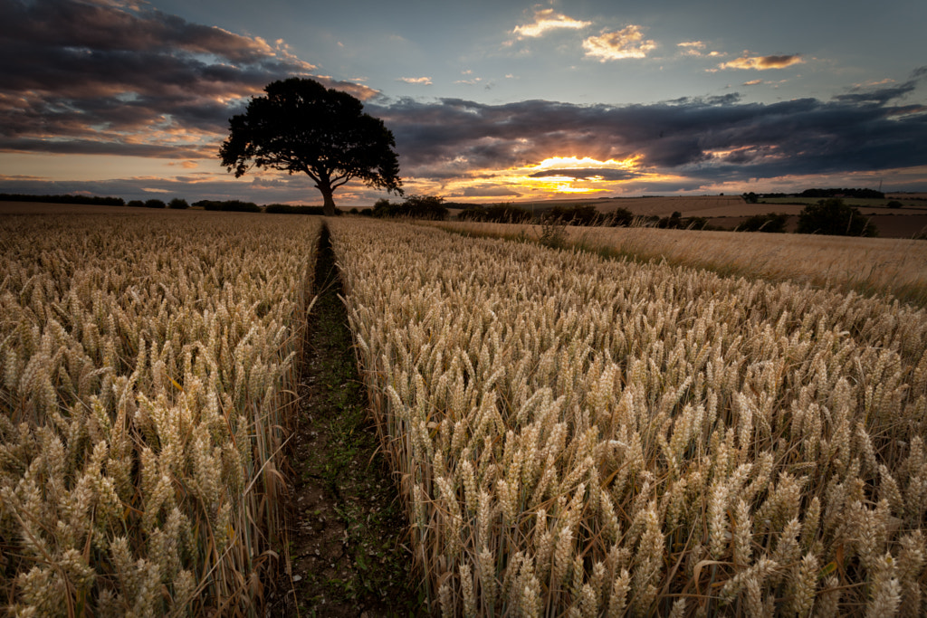 Lone Sunset by Mark Heslington on 500px.com