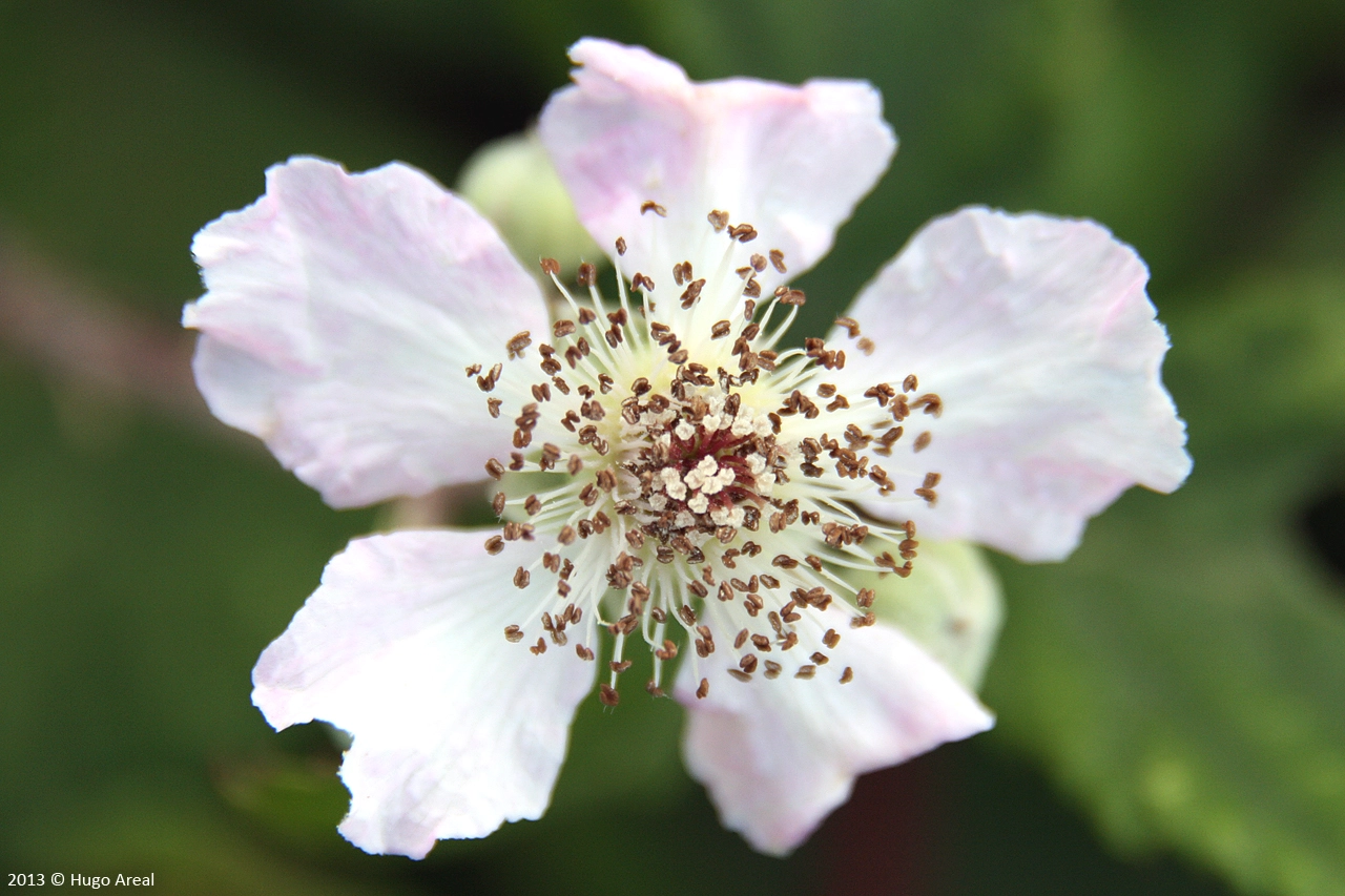 Rubus cf. ulmifolius