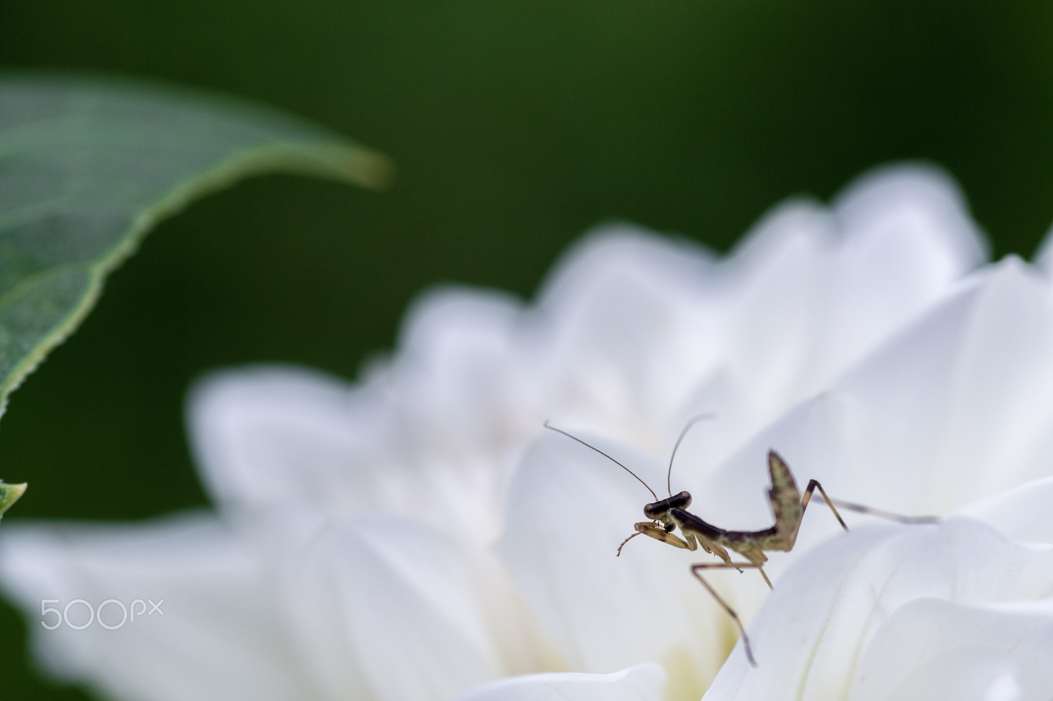 stand ready - https://500px.com/photo/117774183/