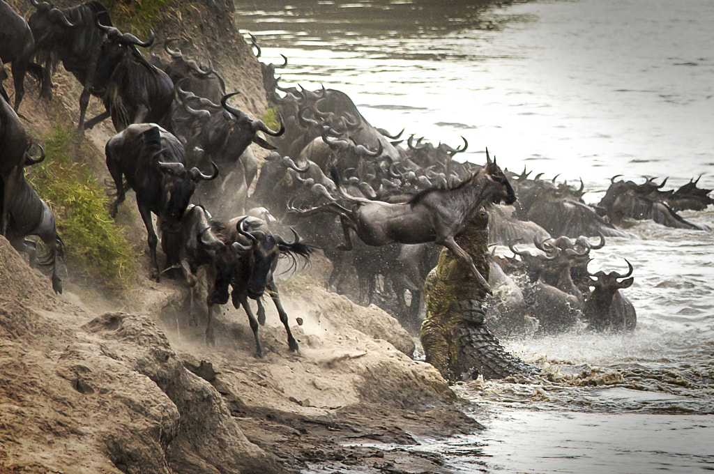 The Kill by Clement Kiragu on 500px.com