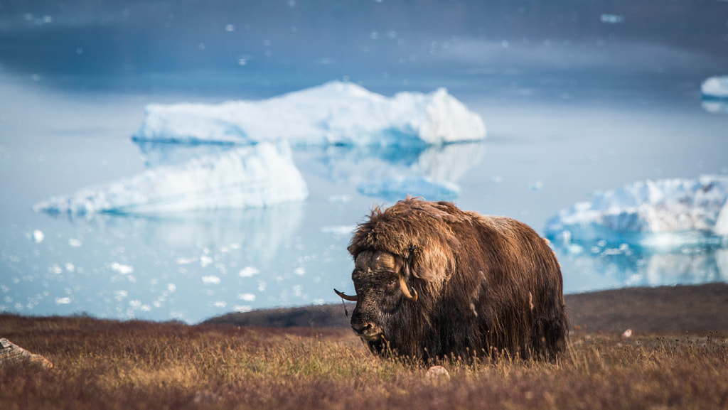 Muskox and Ice by Casper Werth Madsen on 500px.com