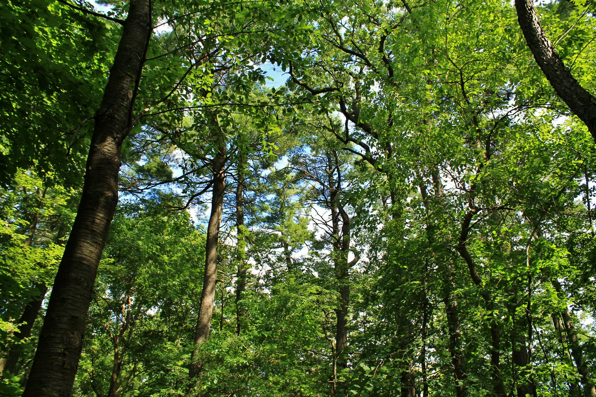 Jungle in the Park