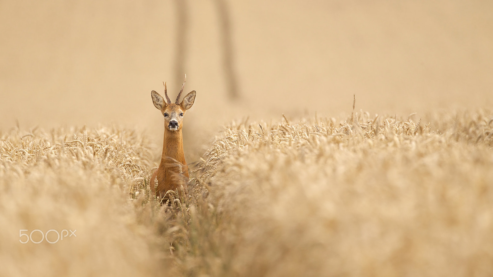 Canon EF 500mm F4L IS USM sample photo. Yoh! photography
