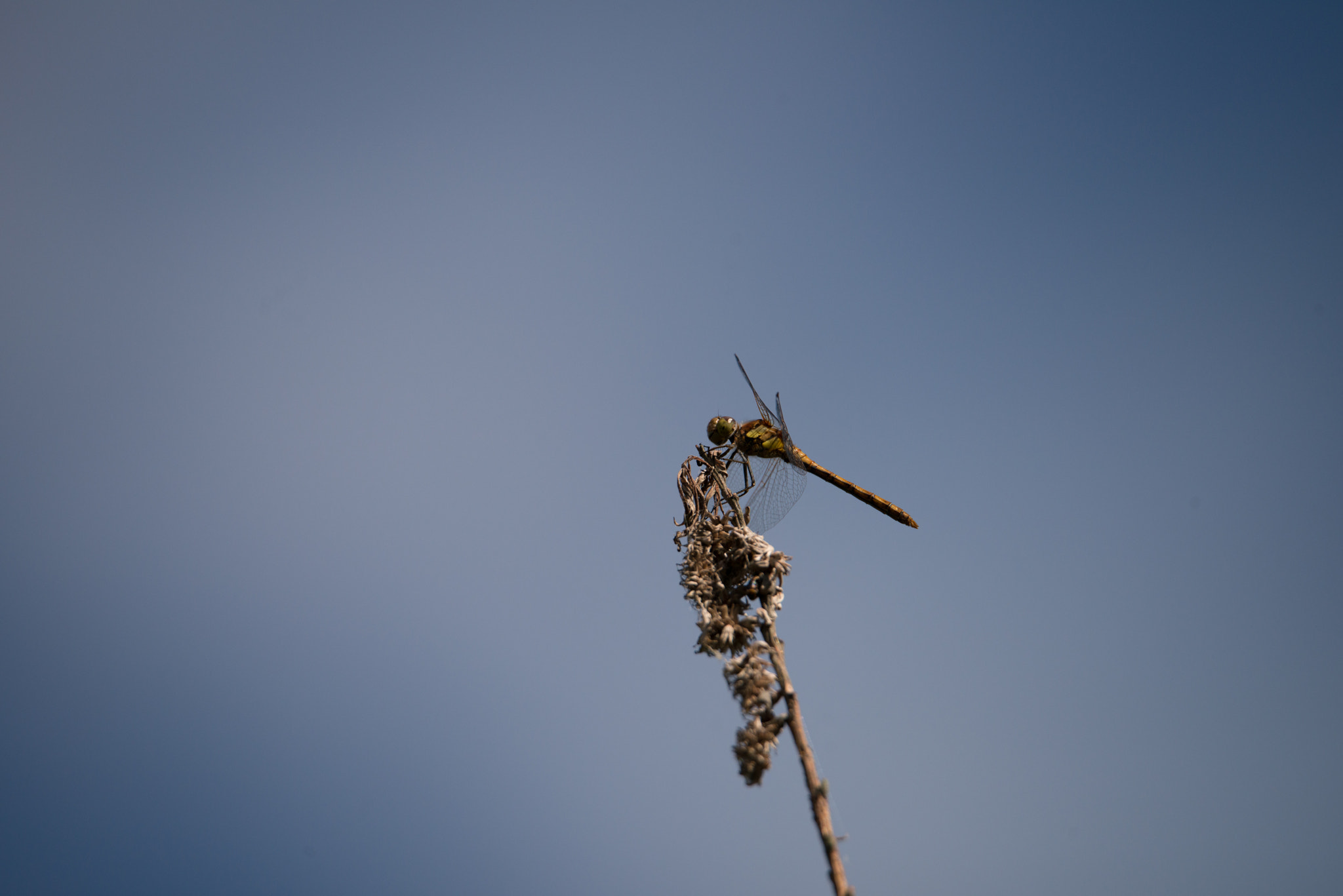 Nikon D800E sample photo