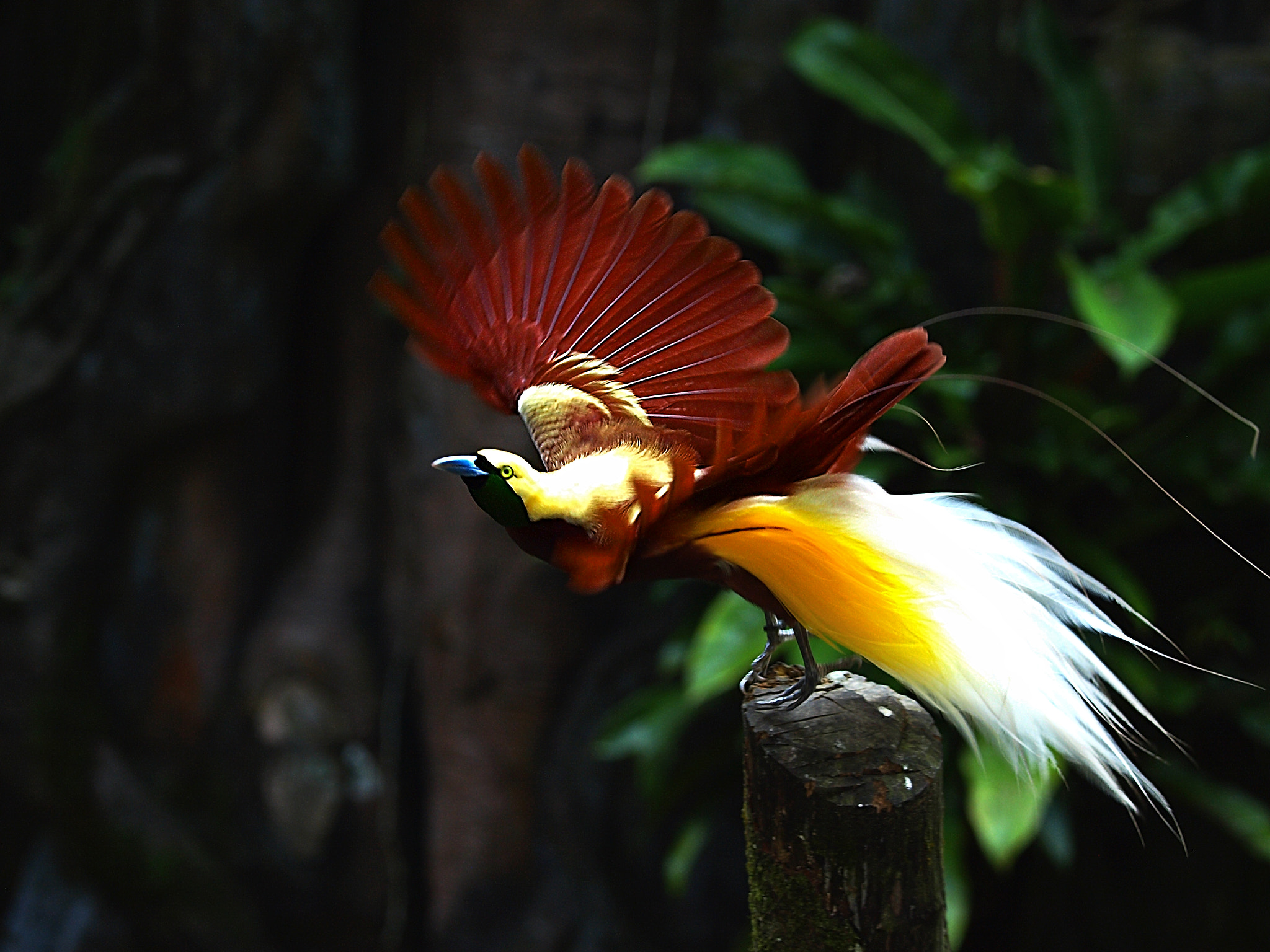 Dancing Bird of Paradise by Erfin Nugroho A.K.A erfin3000 - Photo