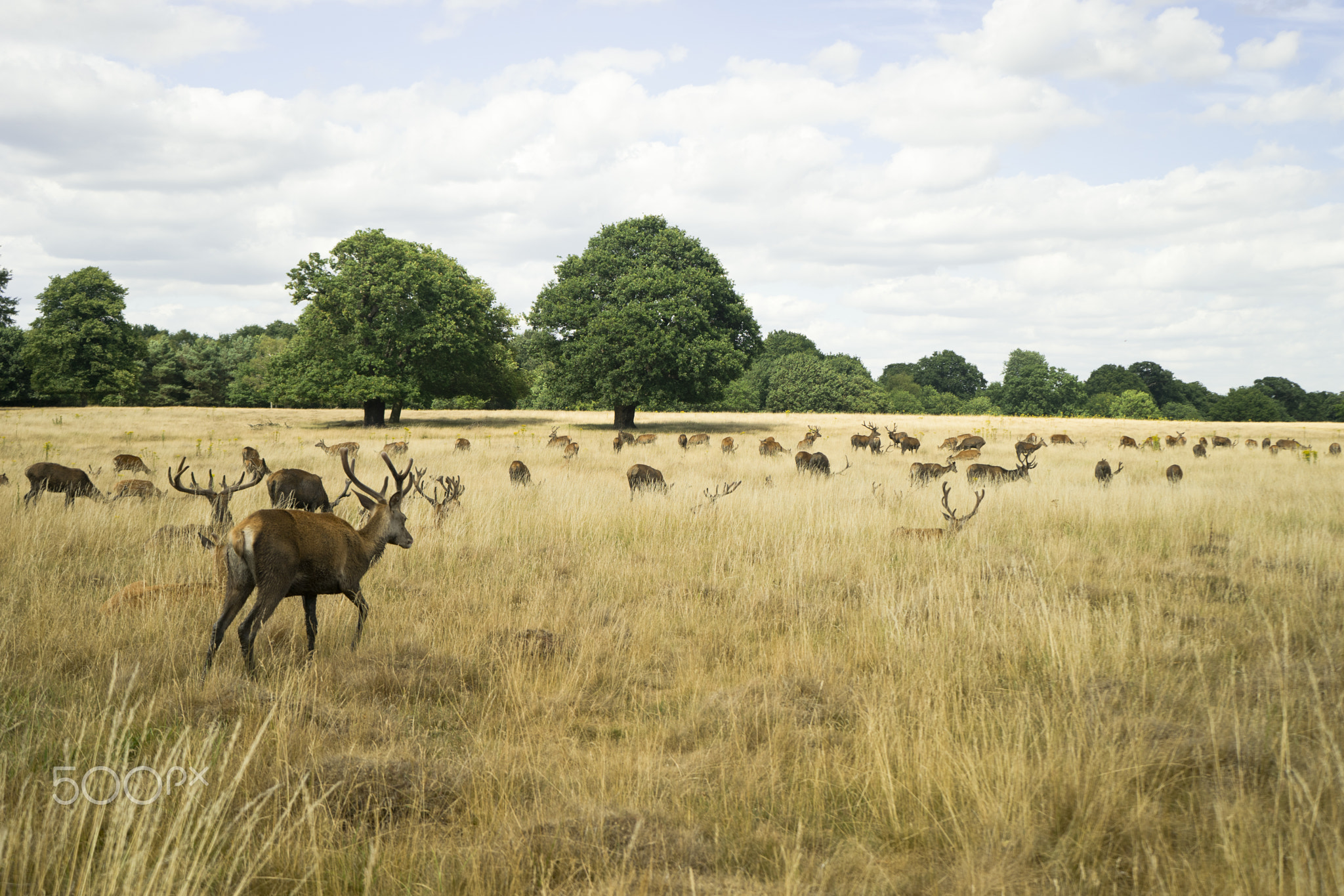 Richmond Herd