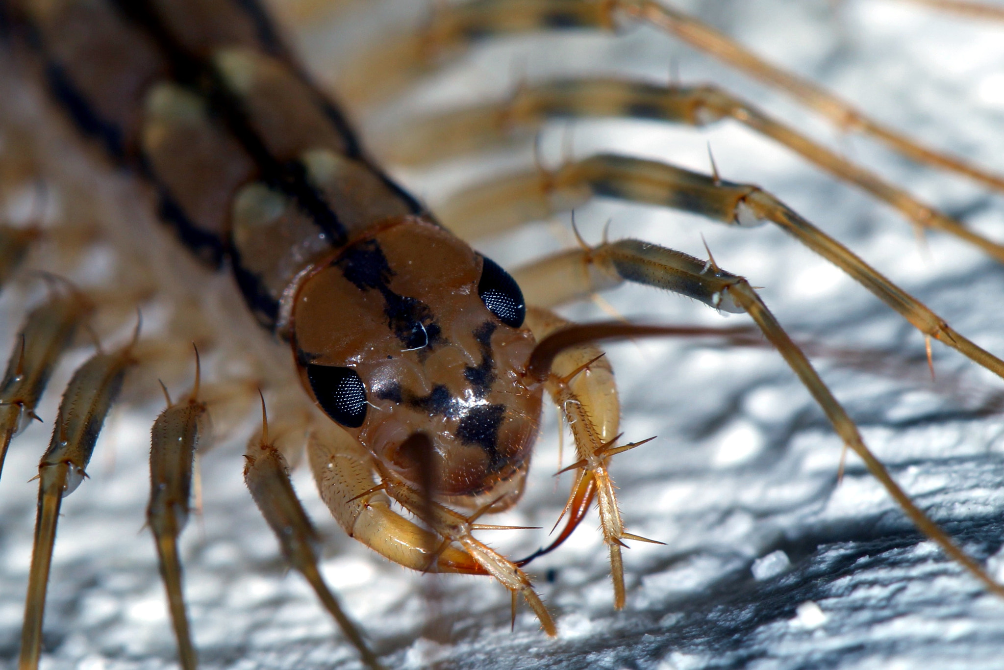 thousand legger repellent