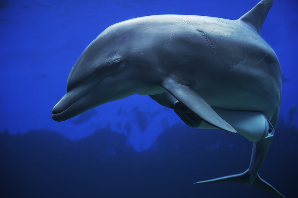 Dolphin Fun Facts About Dolphins For Kids