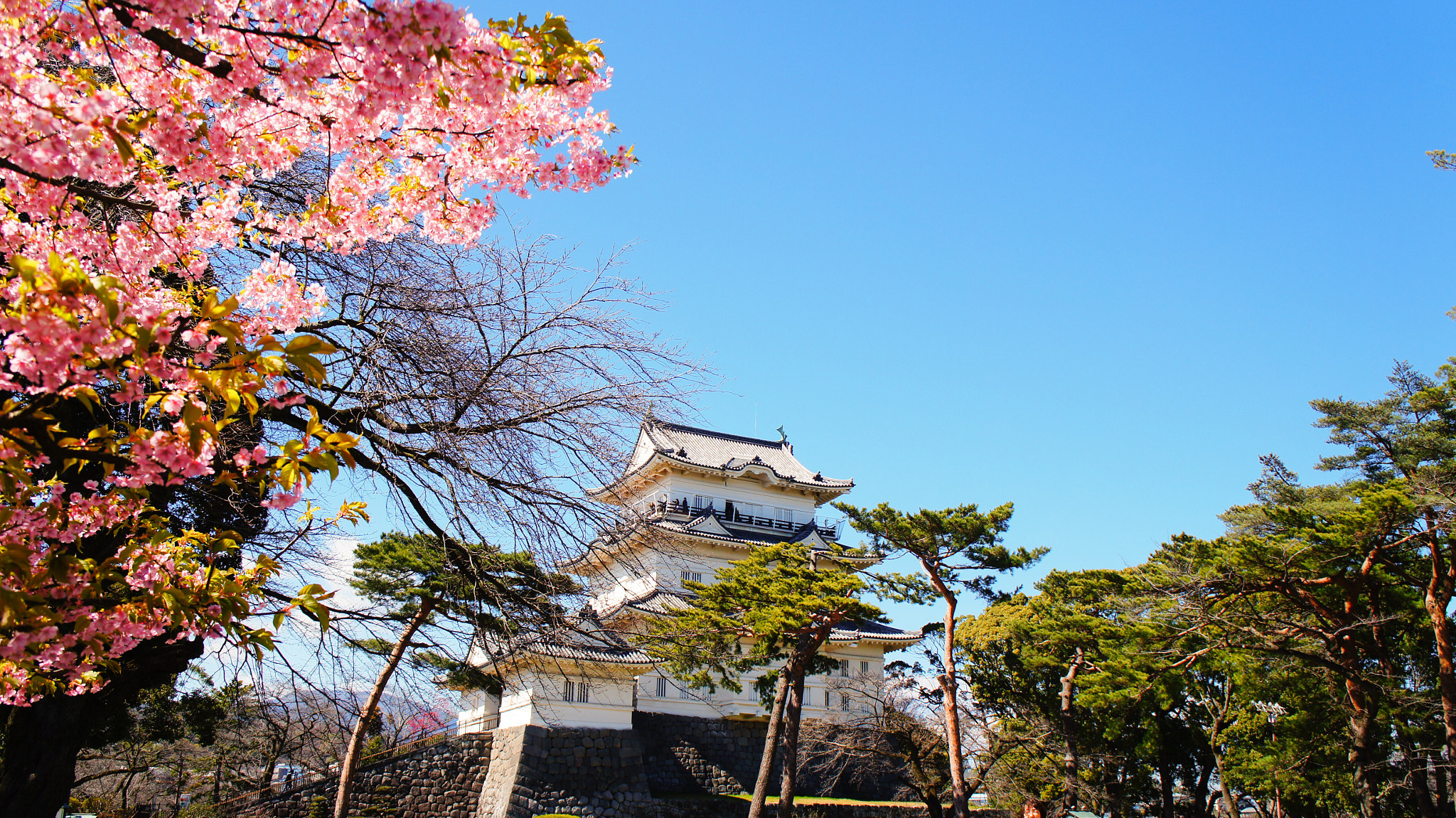 Plum with Japanese castle