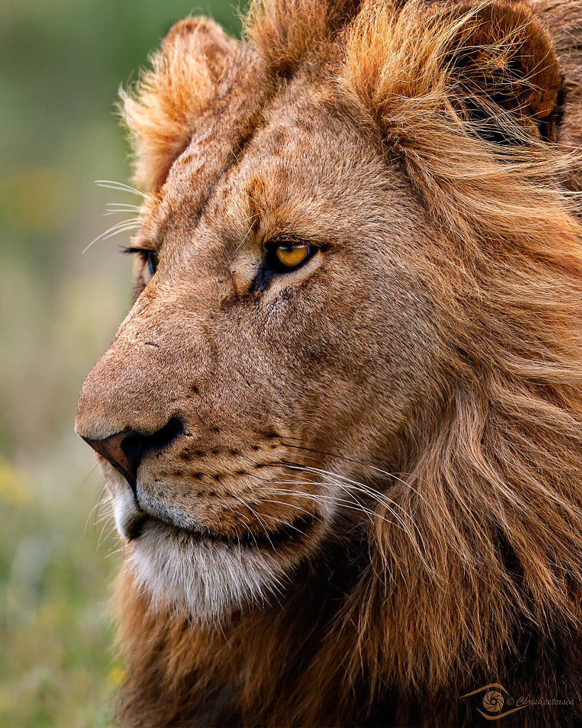 Download Regal - Lion Portrait by Chris Petersen / 500px