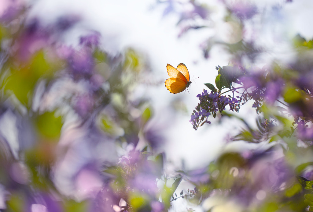 Dream of purple by Lee Peiling on 500px.com