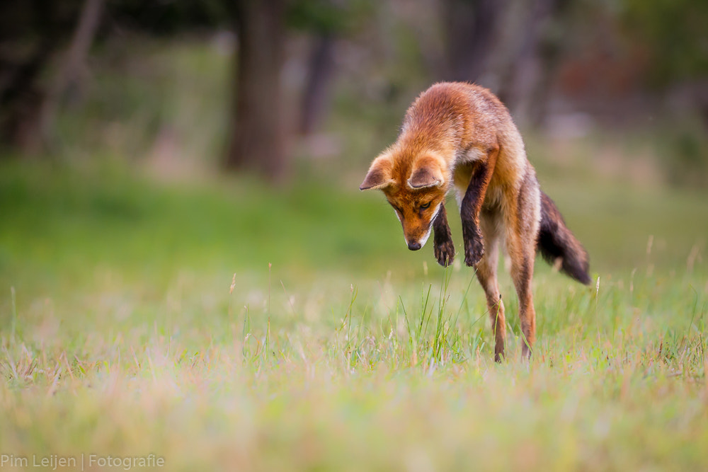 Jumping Fox by Pim Leijen on 500px.com