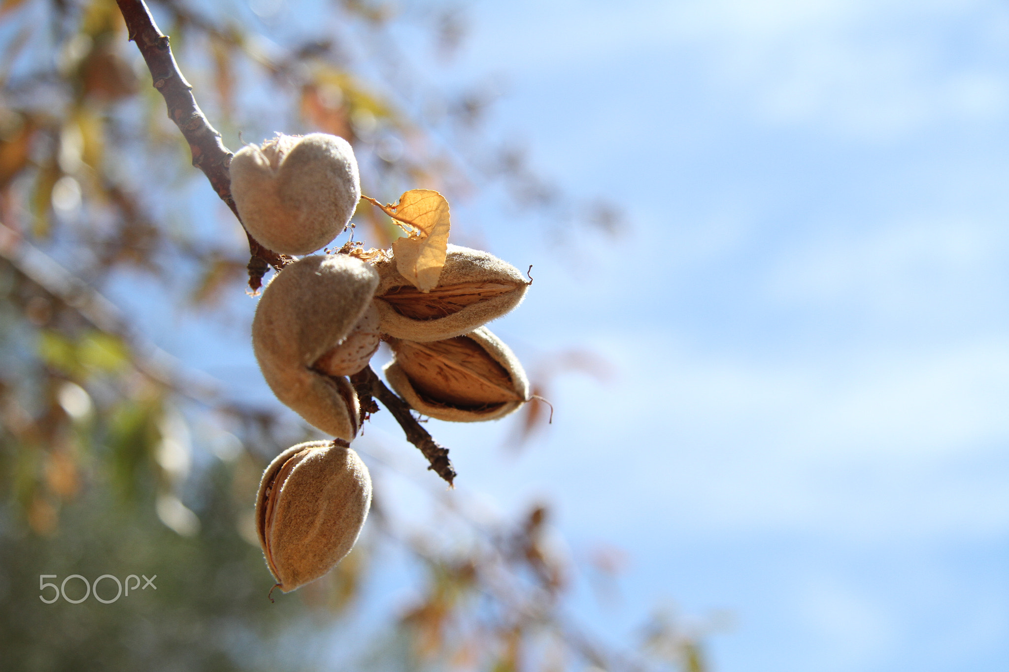 Almonds in tree