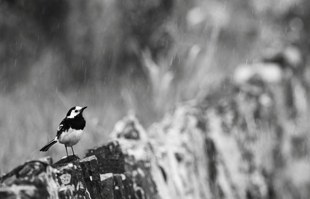 Wagtail in the Rain by Mark Eastment on 500px.com