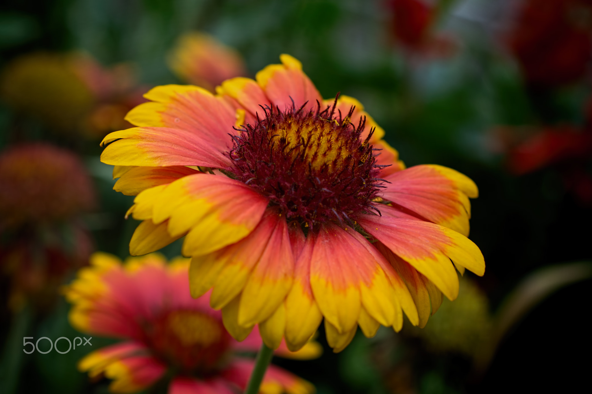 Blanket Flower
