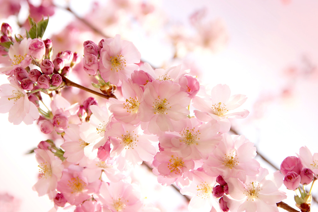 sakura by lonspera on 500px.com