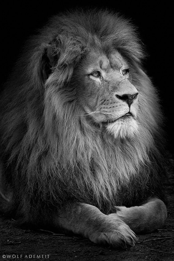 proud lion by Wolf Ademeit / 500px