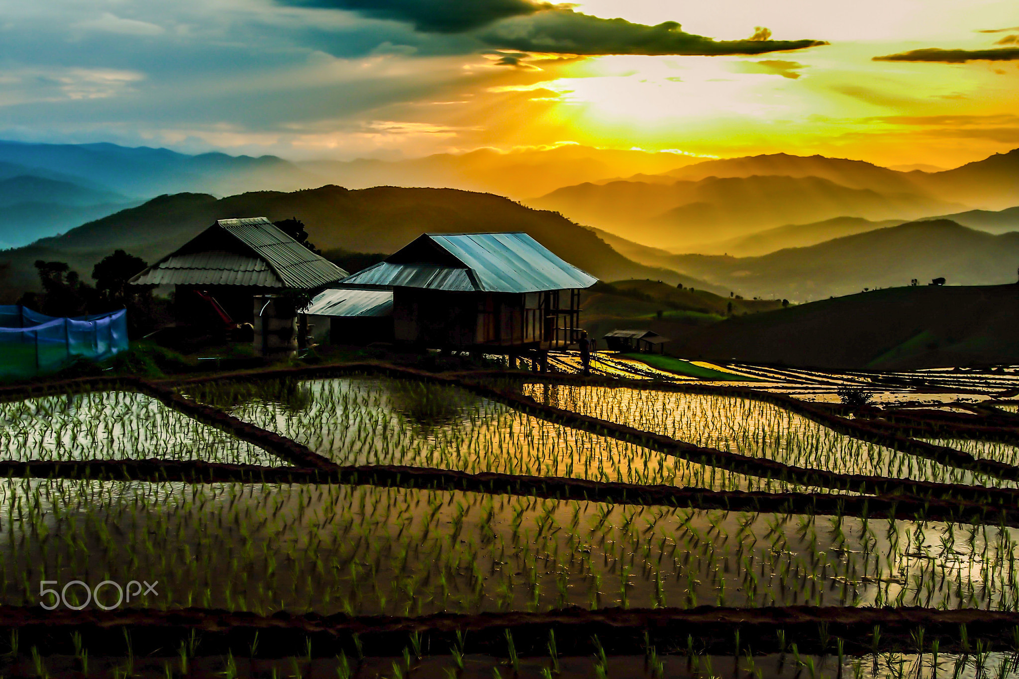 Rice terraces  Pa Bong Piang, Chiang Mai.