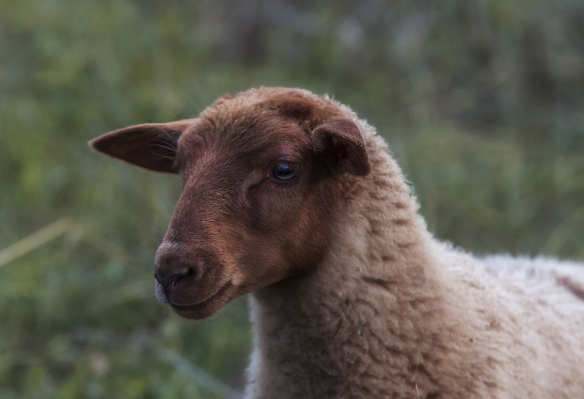 Portrait of a sheep II