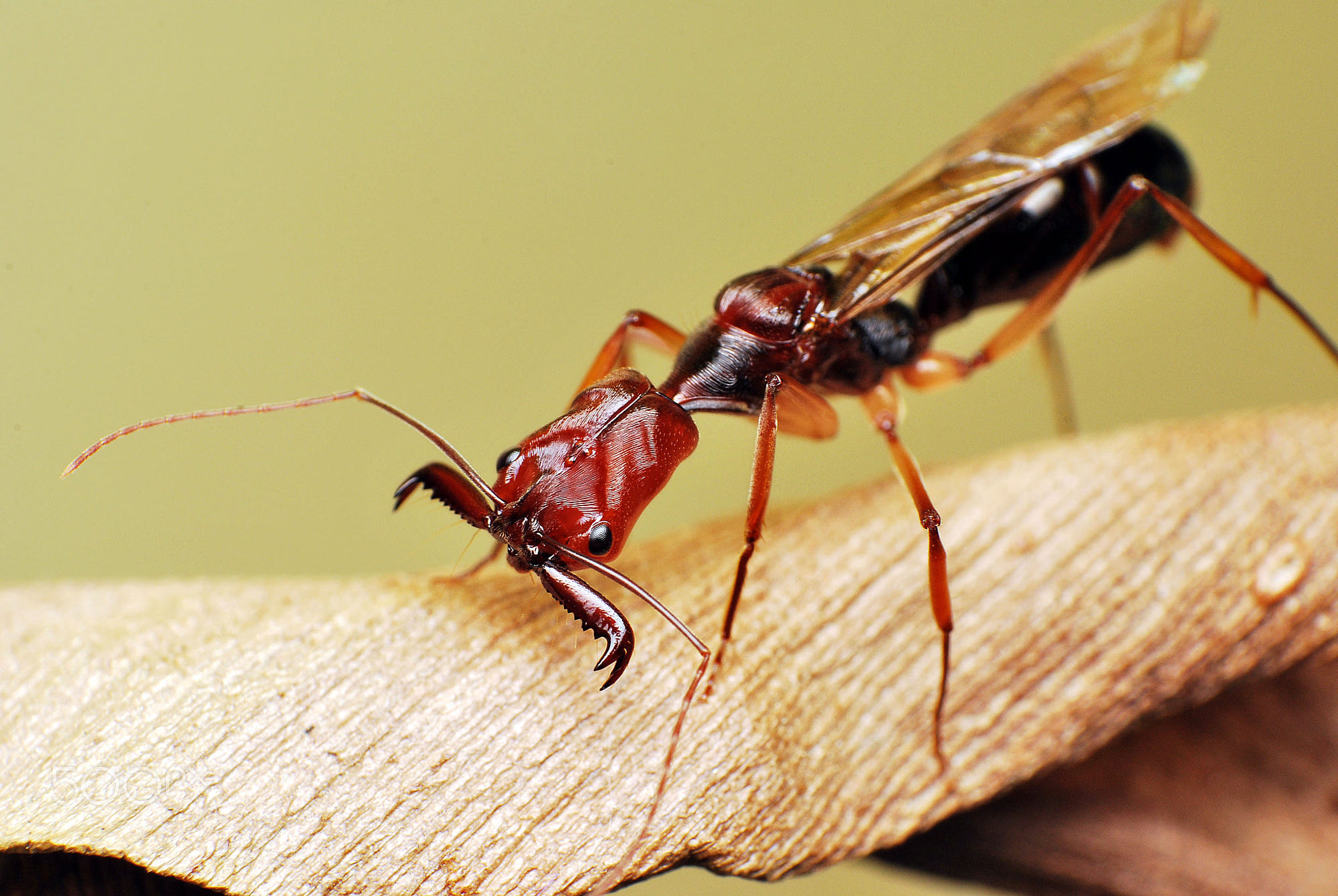 Winged Trap Jaw Ant (Odontomachus) by JC Garcia Photo 119104589 / 500px