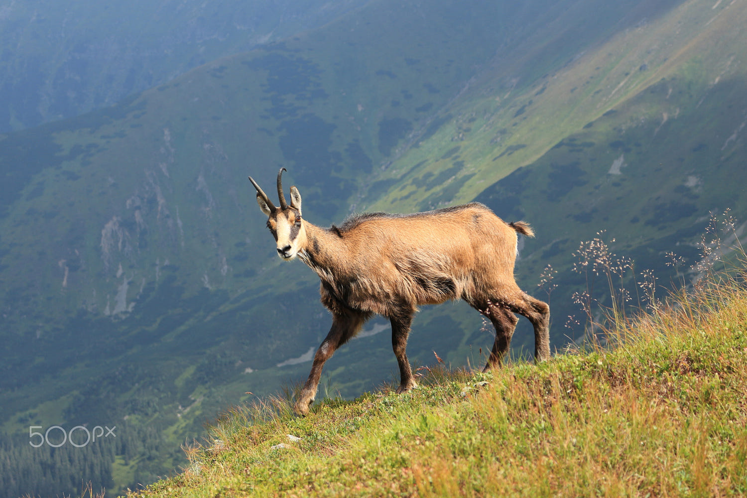 Tatra chamois / kozica tatrzańska by Chris / 500px