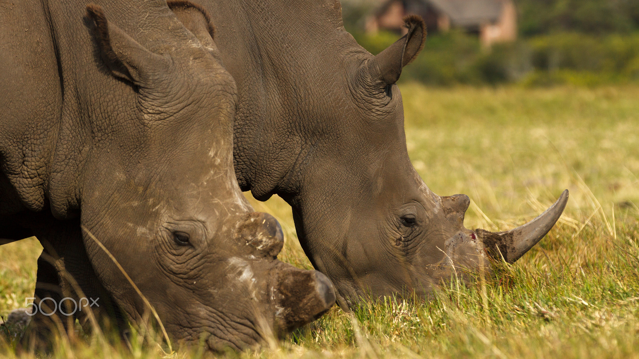 Kragga Kamma Game Park